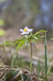 Anemone caerulea