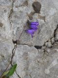 Campanula collina