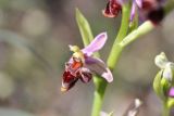 Ophrys oestrifera