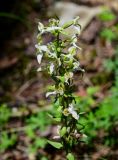 Platanthera chlorantha. Соцветие. Грузия, Самцхе-Джавахети, национальный парк \"Боржоми-Харагаули\", опушка смешанного леса. 11.06.2023.