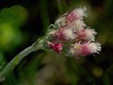 Antennaria dioica. Соцветие. Украинские Карпаты, Свалявский район, луг на вершине горы Ясенивка у с. Солочин. 30 мая 2011 г.