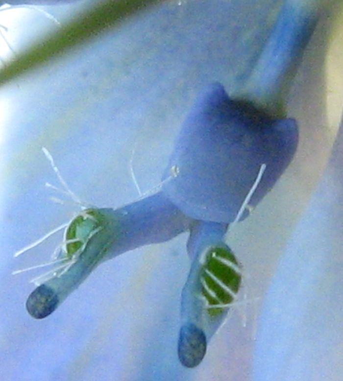 Image of Nigella elata specimen.
