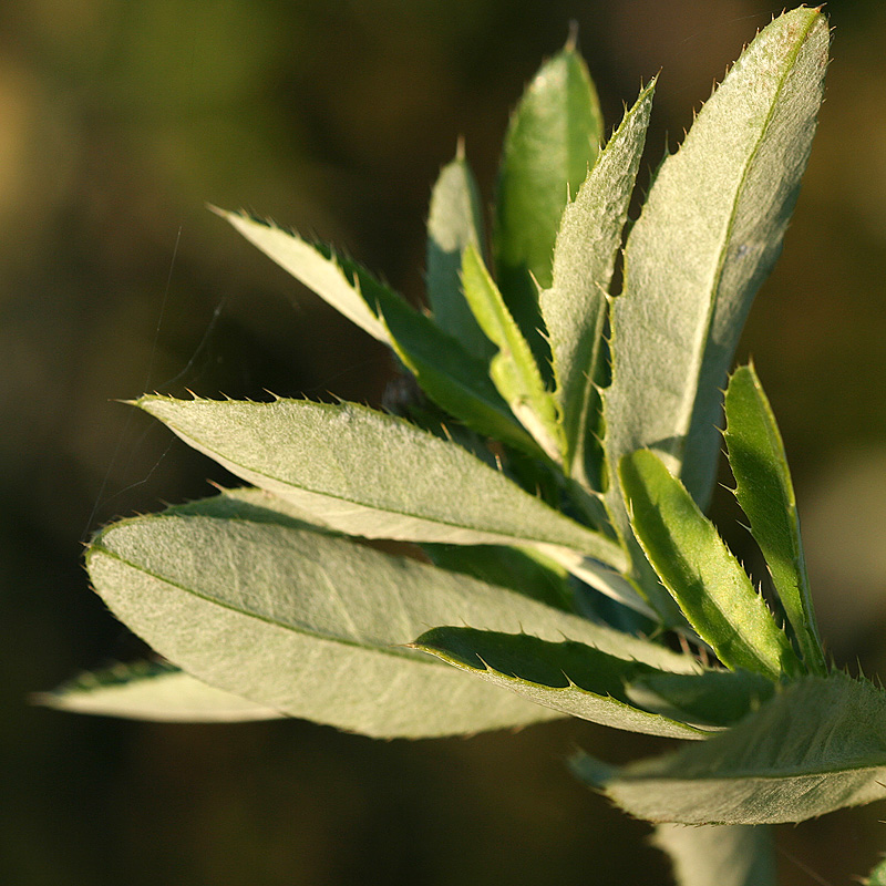 Изображение особи Cirsium incanum.