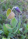 Clematis integrifolia. Зацветающее растение. Крым, Ялтинская яйла. 4 июня 2012 г.