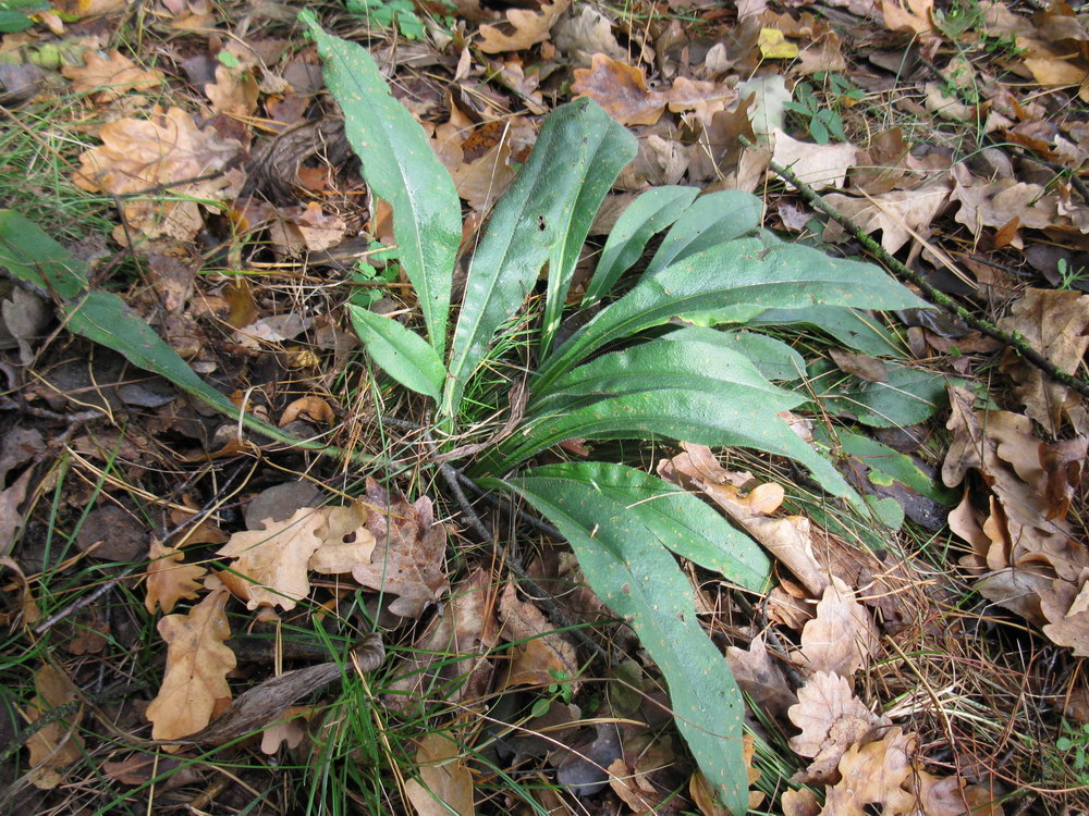 Изображение особи Pulmonaria angustifolia.