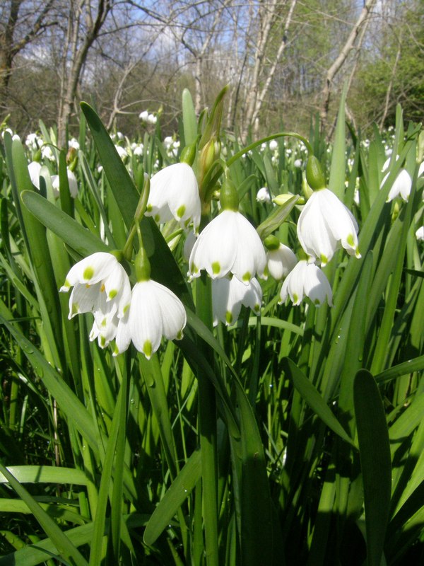 Изображение особи Leucojum aestivum.