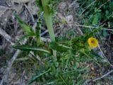 Sonchus oleraceus