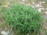 Phlomis pungens