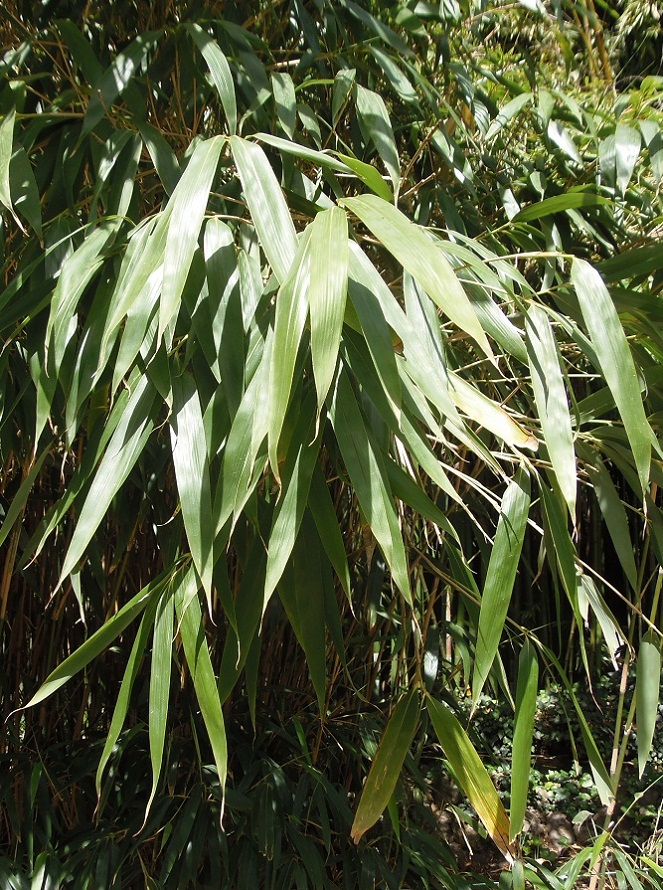 Изображение особи род Bambusa.
