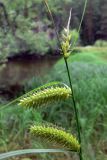 Carex vesicaria