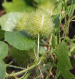 Passiflora foetida. Часть побега с плодом. Таиланд, провинция Краби, о. Пода, заросли кустарника на краю песчаного пляжа. 15.12.2013.