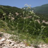 Galium biebersteinii. Цветущие растения. Краснодарский край, м/о г. Новороссийск, гора Большой Маркотх. 17.05.2014.