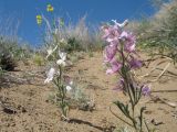 Delphinium camptocarpum. Цветущие растения. Казахстан, Южное Прибалхашье, пустыня Таукум. 26 мая 2014 г.