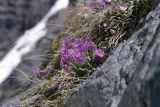 Primula amoena