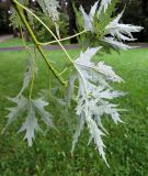 Acer saccharinum