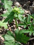 Trollius europaeus. Молодой побег с бутоном. Ленинградская обл., Кировский р-н, западнее ст. Ивановская, лесная полоса вдоль железной дороги. 15.05.2010.