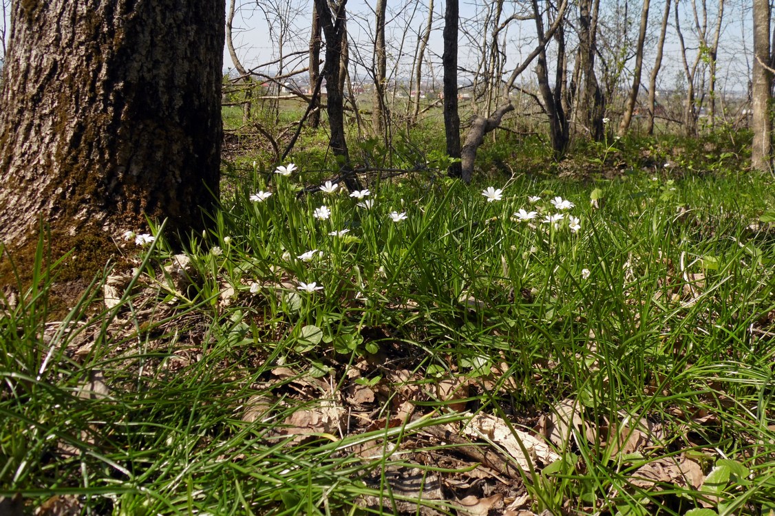 Изображение особи Stellaria holostea.