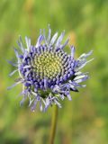 Jasione montana