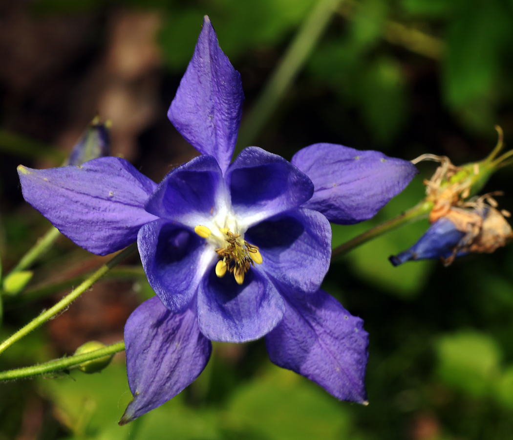 Изображение особи Aquilegia vulgaris.