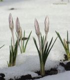 Crocus reticulatus