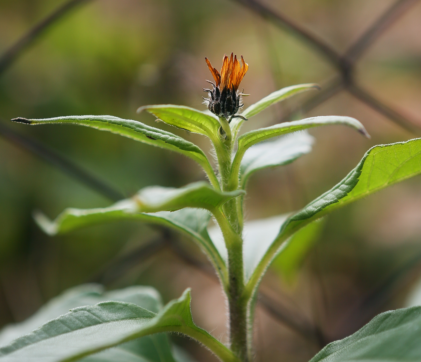 Изображение особи Helianthus tuberosus.