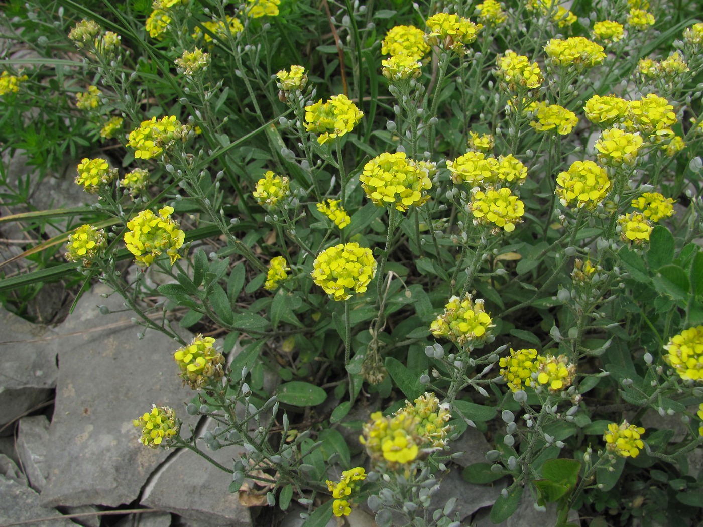 Изображение особи Alyssum trichostachyum.