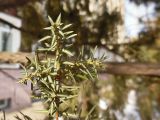 Juniperus communis. Верхушка ветви. Марий Эл, г. Йошкар-Ола, у здания \"Марагрострой\", в озеленении. 10.03.2017.