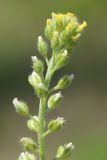 Alyssum alyssoides