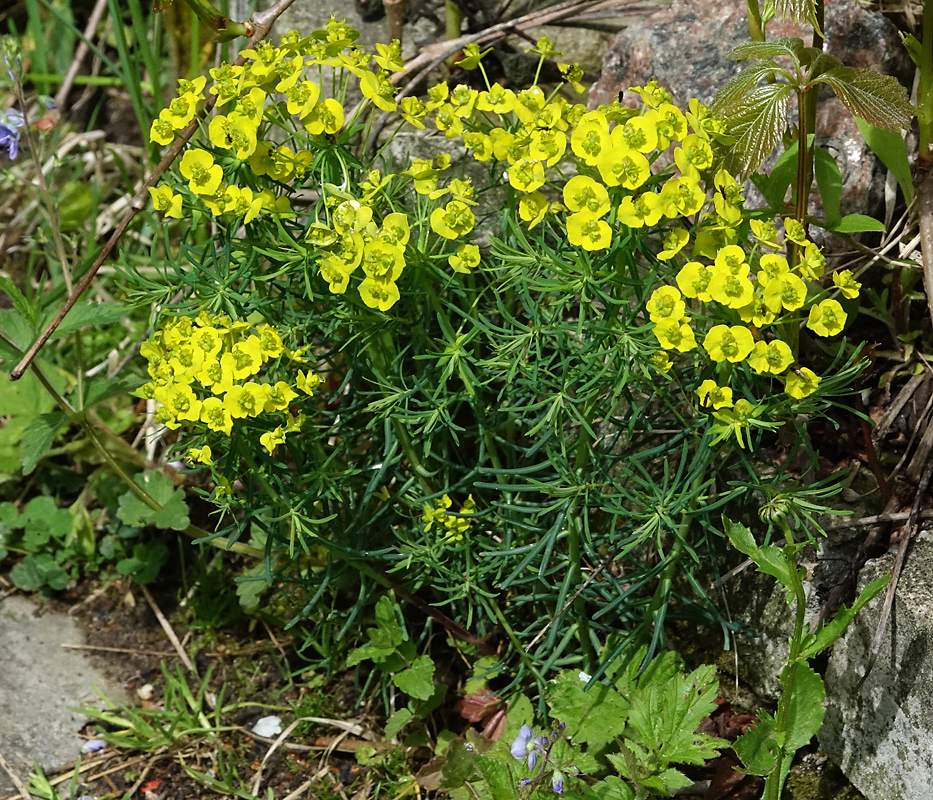 Изображение особи Euphorbia cyparissias.