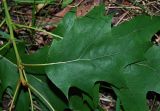 Quercus rubra