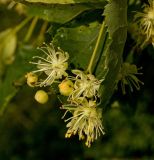 Tilia cordata. Соцветие с цветками и бутонами и часть листа. Пермский край, Кунгурский р-н, долина р. Ирень в р-не урочища Кокуй, правый берег, луг. 22 июля 2017 г.