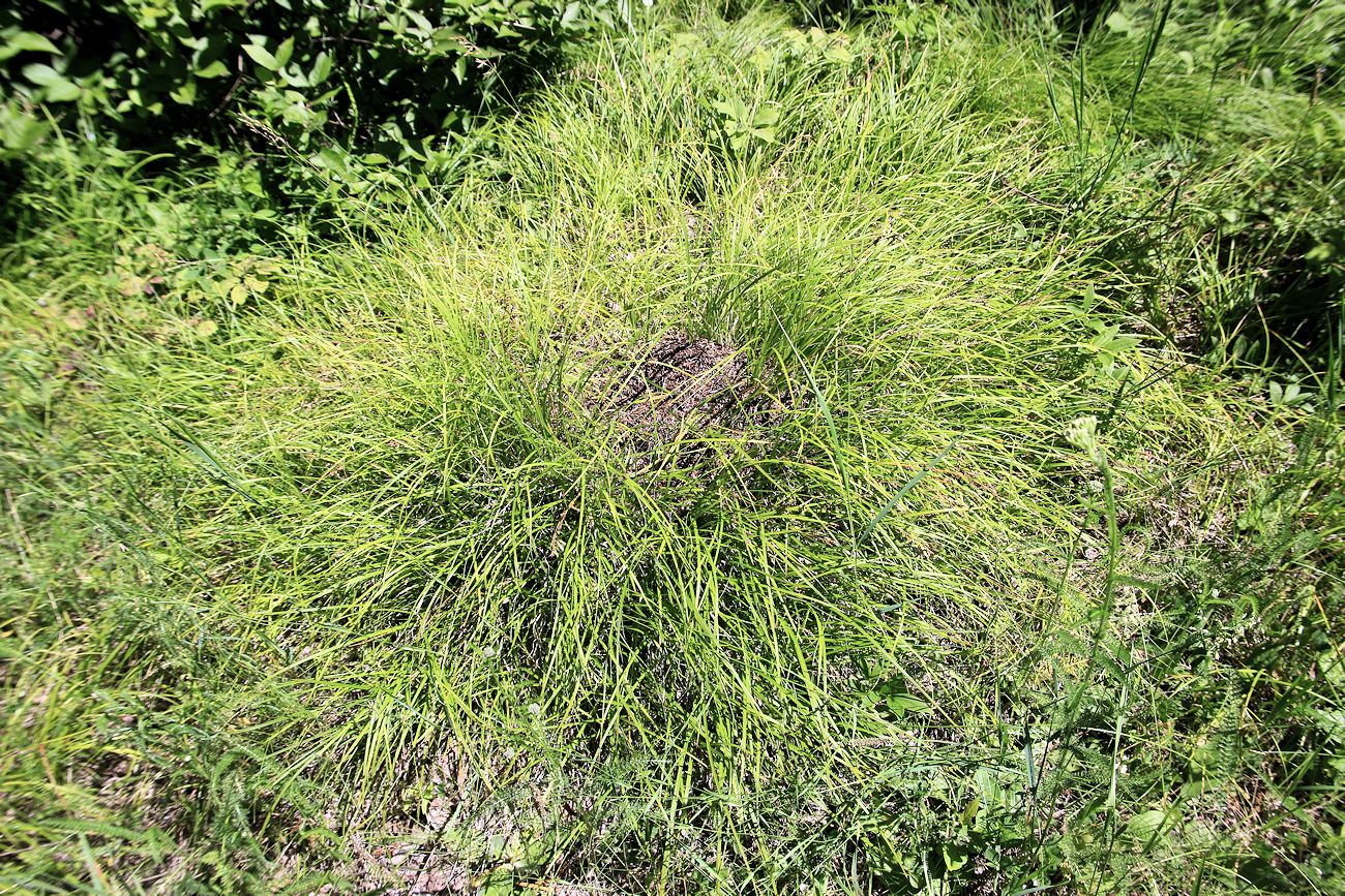 Image of Carex reventa specimen.