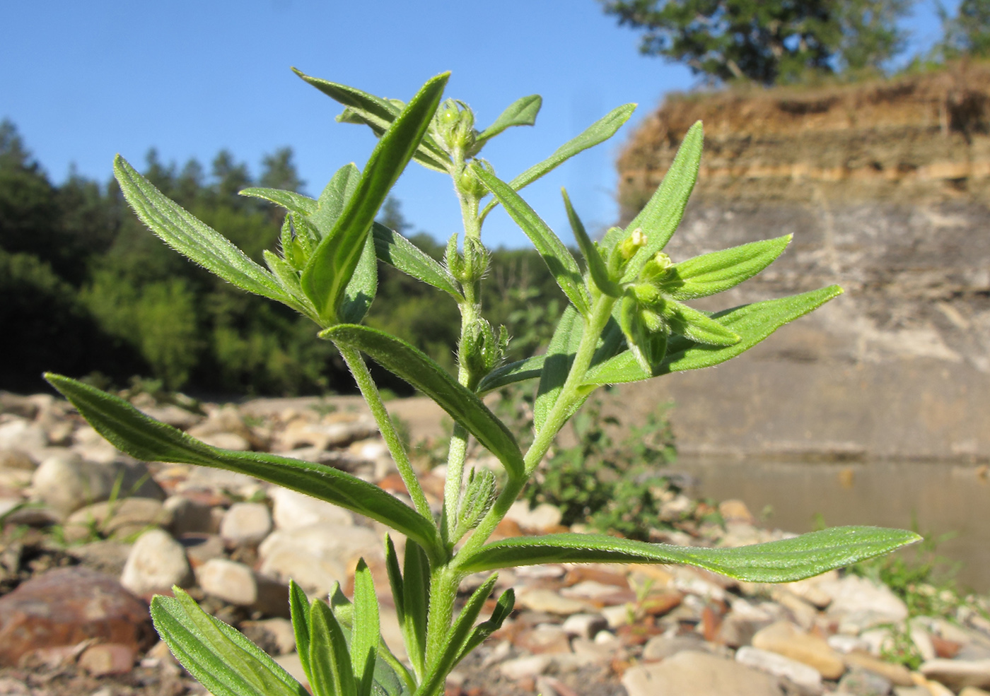 Изображение особи Lithospermum officinale.