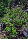 Ribes altissimum