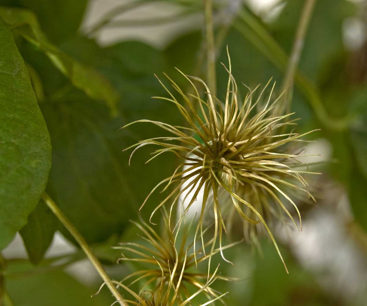 Image of Clematis &times; jackmanii specimen.