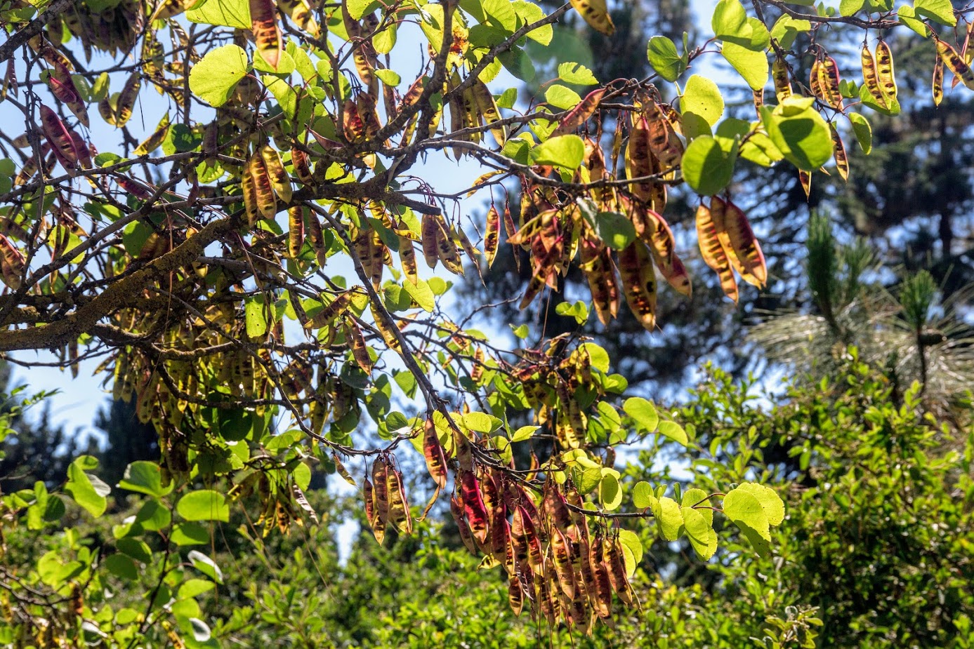 Изображение особи Cercis siliquastrum.