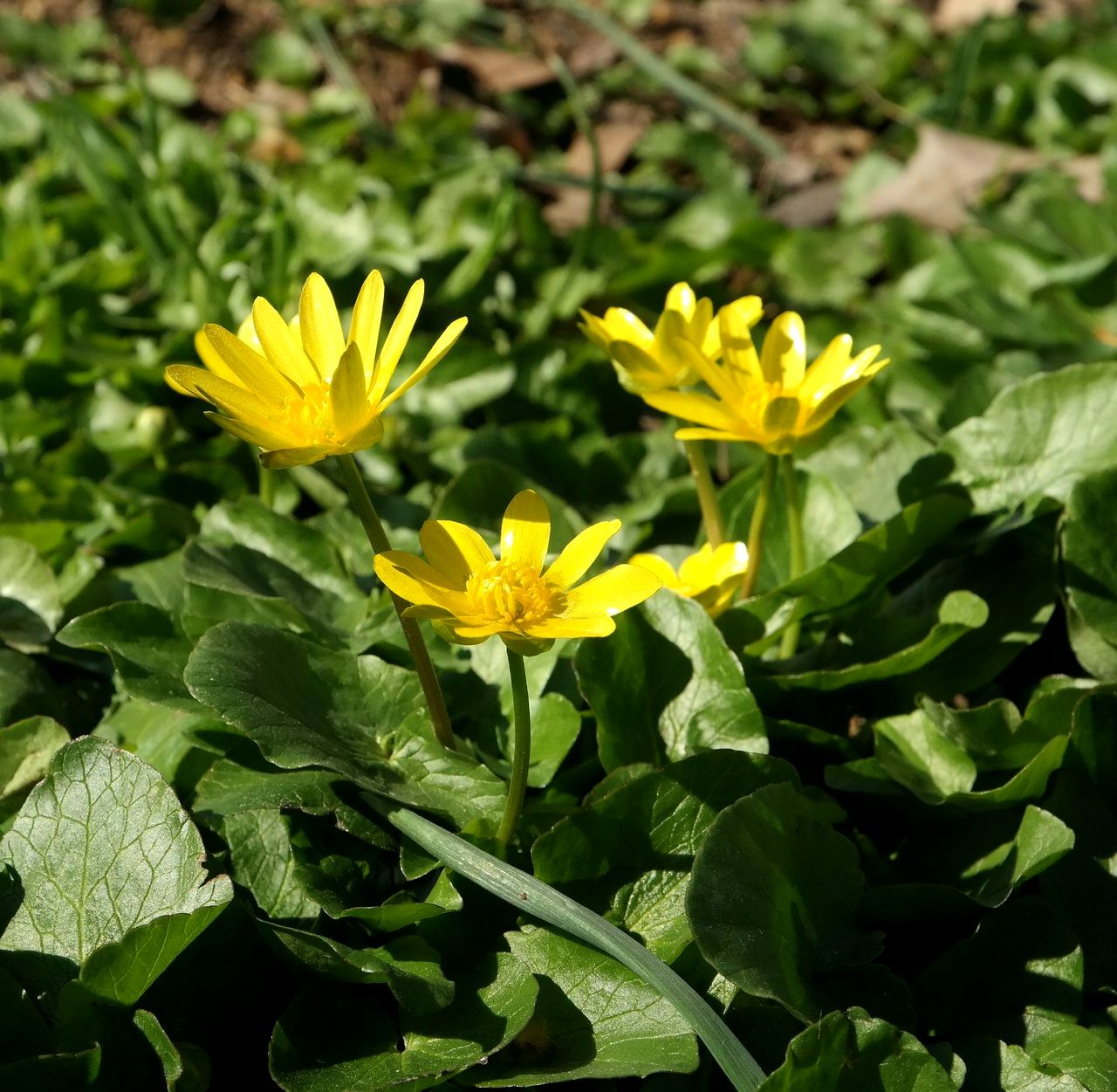 Изображение особи Ficaria calthifolia.