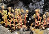 Saxifraga tridactylites. Плодоносящие растения. Дагестан, г/о Махачкала, гора Тарки-Тау, скальный выход. 05.05.2018.