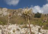 Scabiosa bipinnata