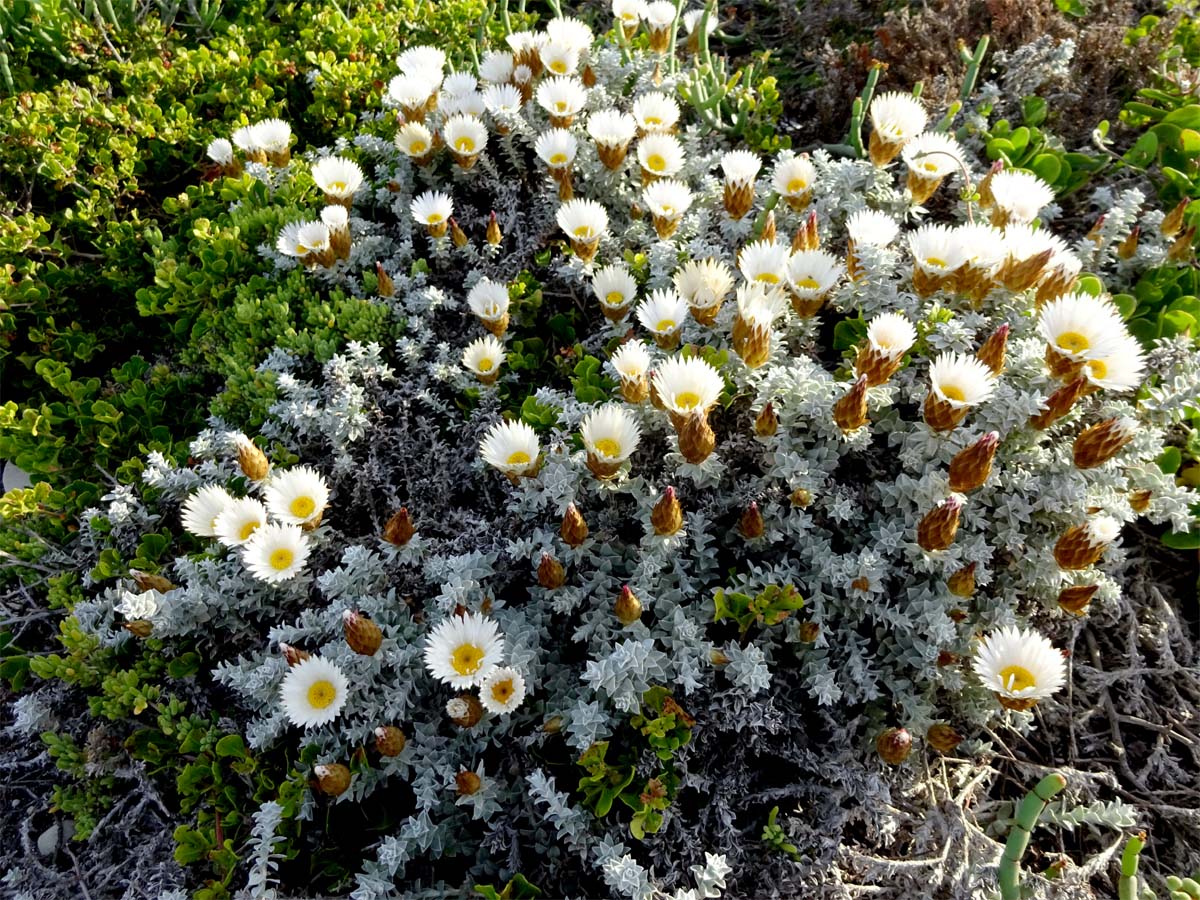 Изображение особи Helichrysum retortum.