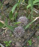 Allium elburzense