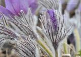 Pulsatilla patens