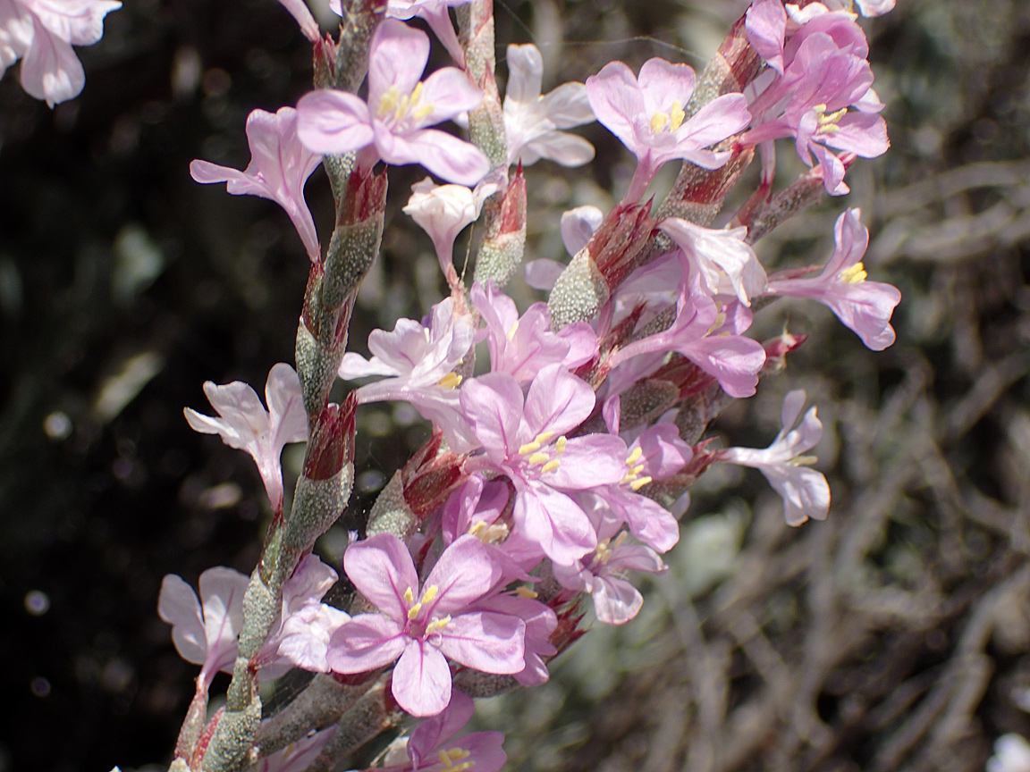 Изображение особи Limoniastrum monopetalum.