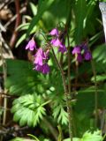 Cortusa sibirica. Цветоносы с цветками. Иркутская обл., Иркутский р-н, ур. Ушканья падь, прибрежный заболоченный лес. 30.05.2018.