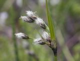 Eriophorum latifolium