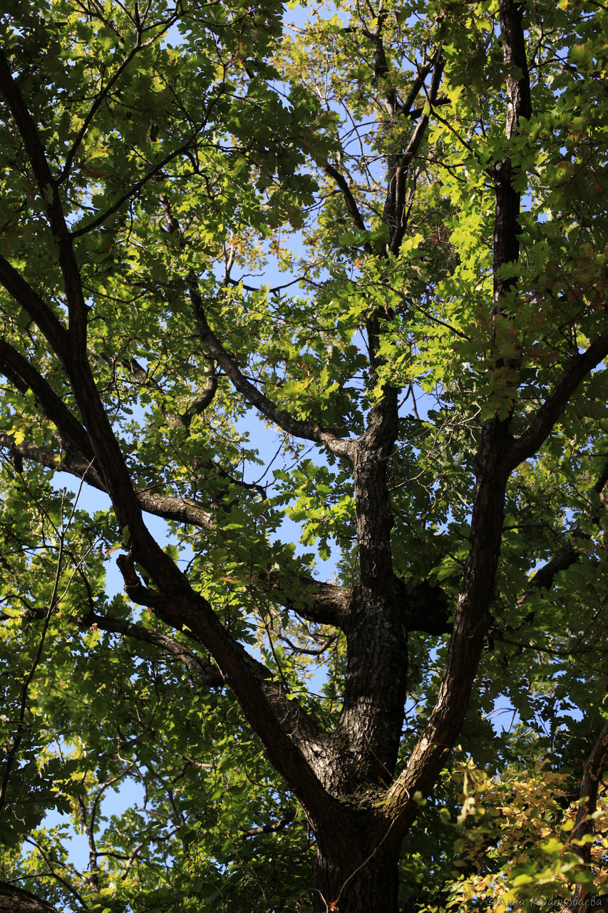 Изображение особи Quercus petraea.