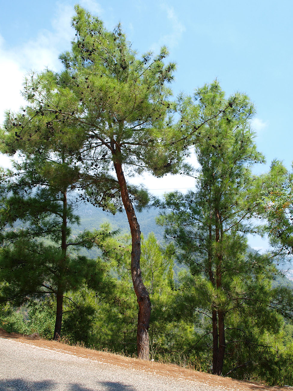 Изображение особи Pinus brutia.