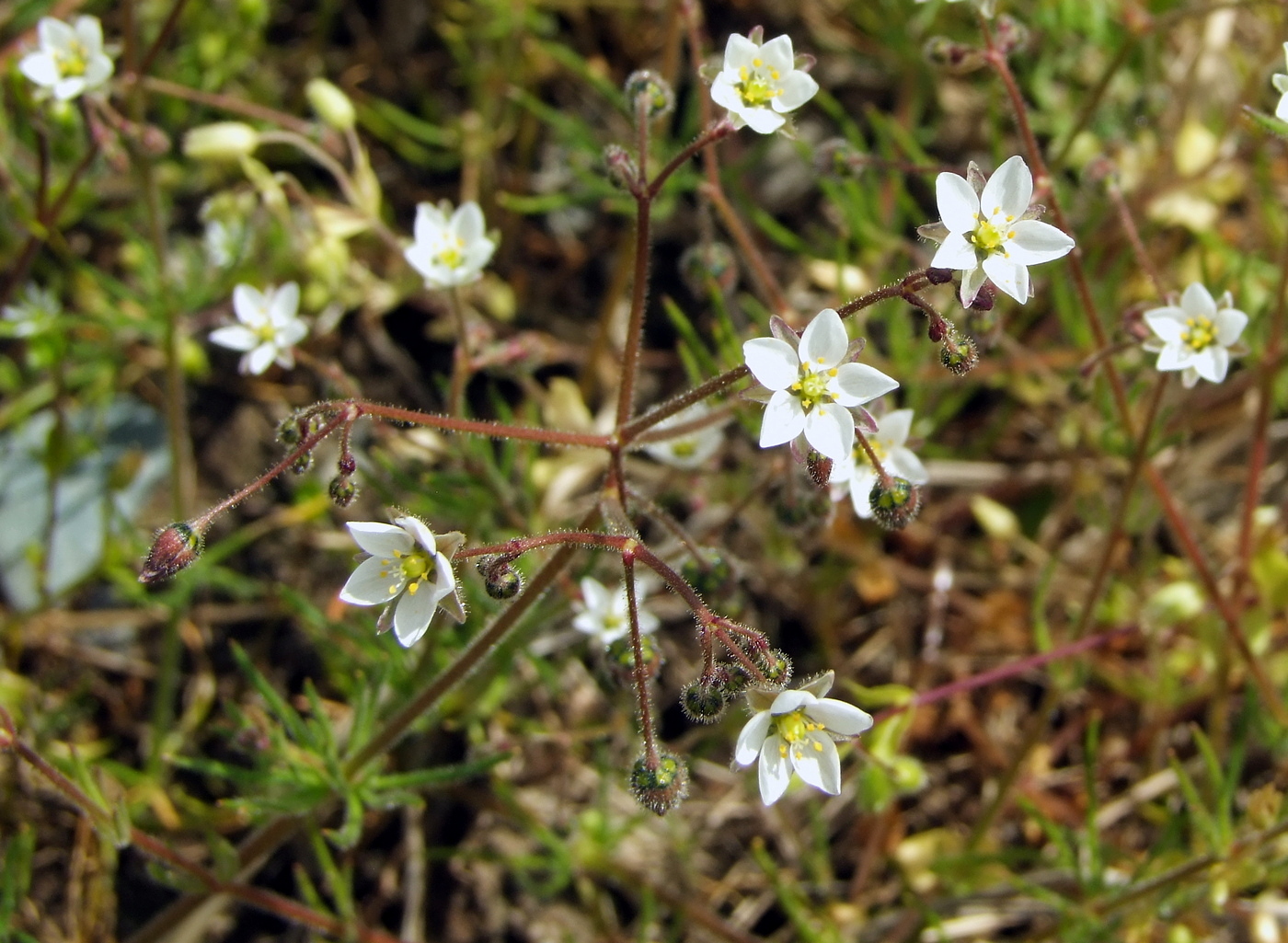 Изображение особи Spergula arvensis.