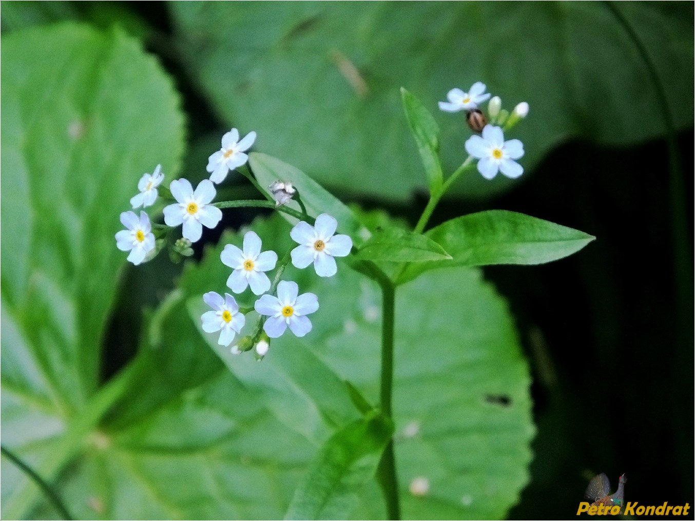 Изображение особи Myosotis nemorosa.