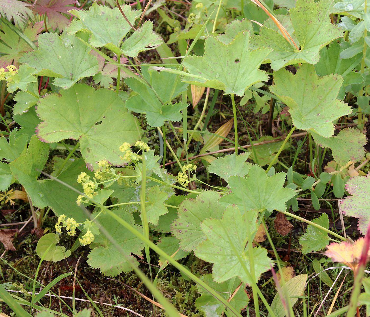 Изображение особи Alchemilla glabra.